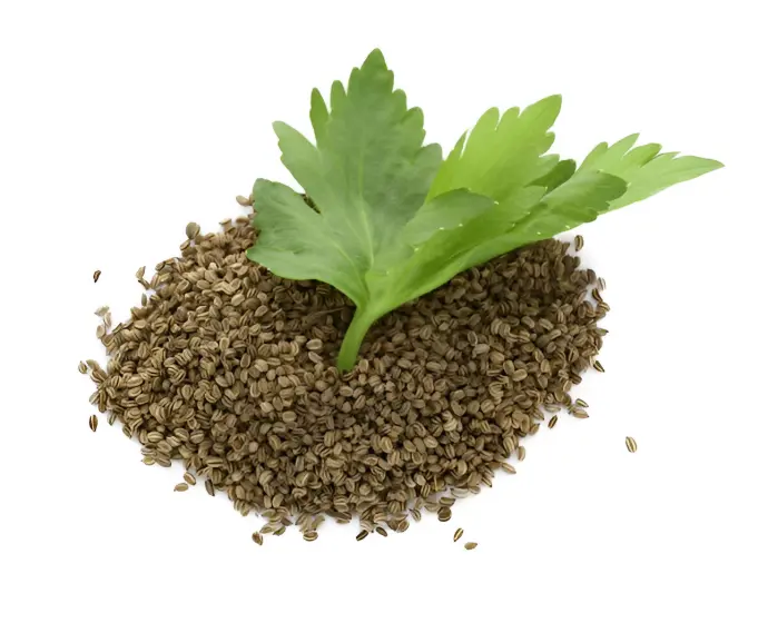 CelerySeed Oleoresins